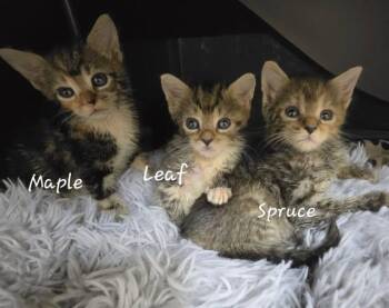 Maple, Spruce, & Leaf - The Warrior Kits -  Domestic Short Hair Cat for Adoption in Indian Land, South Carolina - Maple, Spruce, & Leaf - The Warrior Kits | PetCurious