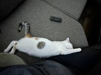 Melissa -  Domestic Short Hair Cat for Adoption in Arthur, Ontario - Melissa | PetCurious