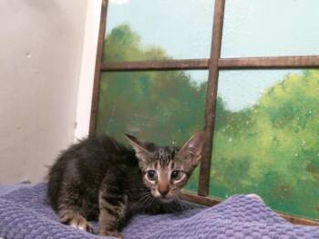 FELIX -  Domestic Short Hair Cat for Adoption in Houston, Texas - FELIX | PetCurious
