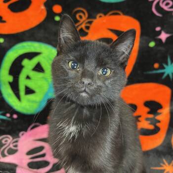 Lady Licorice Paws -  Domestic Short Hair Cat for Adoption in Fairmont, Minnesota - Lady Licorice Paws | PetCurious