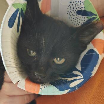 Wasabi -  Domestic Short Hair Cat for Adoption in Dearborn, Michigan - Wasabi | PetCurious