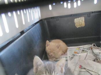 Domestic Short Hair Cats Available for Adoption in Ocala, Florida - SYKES | PetCurious