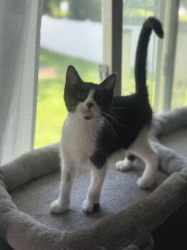 Tuxedo Cats Available for Adoption in Fenton, Missouri - Thelma | PetCurious