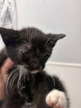 Domestic Short Hair Cats Available for Adoption in West Chester, Pennsylvania - Peyton | PetCurious