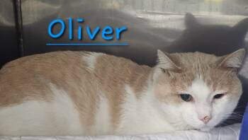 Rescue Domestic Short Hair Cats for Adoption in Jim Thorpe, Pennsylvania - Oliver | PetCurious