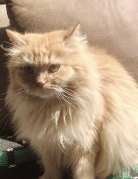 Bossi -  Maine Coon and Himalayan Cat for Adoption in Brampton, Ontario - Bossi | PetCurious