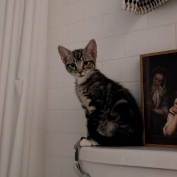 Domestic Short Hair Cats Available for Adoption - Amazon | PetCurious