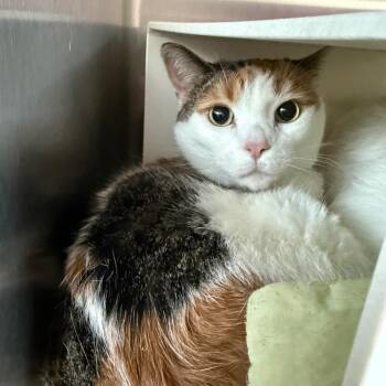 Domestic Short Hair Cats Available for Adoption in Cedaredge, Colorado - Dalilah | PetCurious