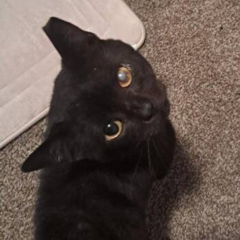 Patchy -  Domestic Short Hair Cat for Adoption in Medina, Ohio - Patchy | PetCurious