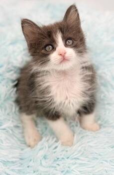 Shamwow -  Ragdoll Cat for Adoption in Covington, Louisiana - Shamwow | PetCurious