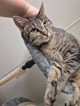 Rescue American Shorthair and Tabby Cats for Adoption in Bartlesville, Oklahoma - Joy | PetCurious