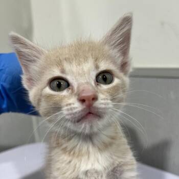 Sia -  Domestic Short Hair Cat for Adoption in Clearwater, Florida - Sia | PetCurious