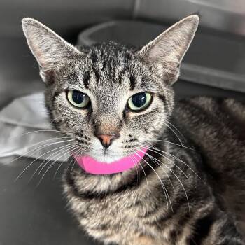 Domestic Short Hair and American Bobtail Cats Available for Adoption in Lakeland, Florida - Aria | PetCurious