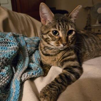 Ginny -  Domestic Short Hair Cat for Adoption in Jacksonville, Florida - Ginny | PetCurious