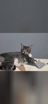 Ziggy -  Domestic Short Hair Cat for Adoption in Charlotte, North Carolina - Ziggy | PetCurious