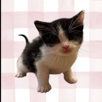 Joel -  Domestic Short Hair Cat for Adoption in Grantsville, Utah - Joel | PetCurious
