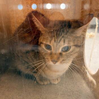 Brownie Bonkers -  Domestic Short Hair Cat for Adoption in Philadelphia, Pennsylvania - Brownie Bonkers | PetCurious