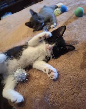 Jasper -  Domestic Short Hair Cat for Adoption - Jasper | PetCurious
