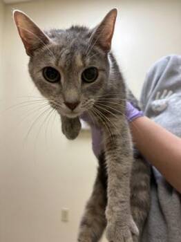 Morgause -  Domestic Short Hair Cat for Adoption in West Chester, Pennsylvania - Morgause | PetCurious