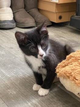 Spoon -  Domestic Short Hair Cat for Adoption in East Brunswick, New Jersey - Spoon | PetCurious