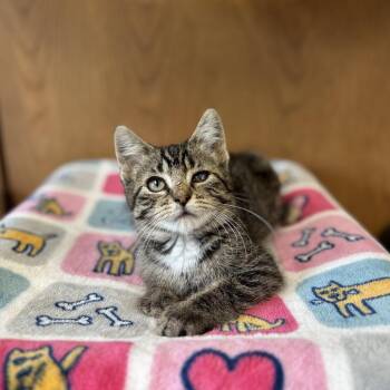 Malaysia--In Foster -  Domestic Short Hair Cat for Adoption in Fargo, North Dakota - Malaysia--In Foster | PetCurious