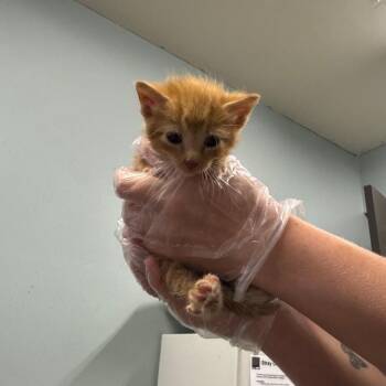 Pooh -  Domestic Short Hair Cat for Adoption in Columbia, Missouri - Pooh | PetCurious