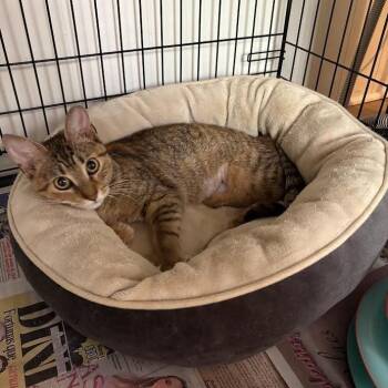 Rescue American Shorthair Cats for Adoption in Rochelle Park, New Jersey - Papaya | PetCurious