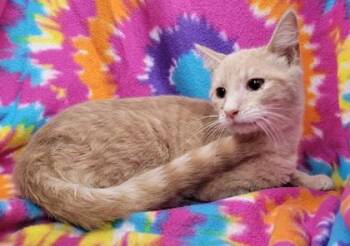 Domestic Short Hair Cats Available for Adoption - Pyre | PetCurious