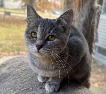 Brahma -  Domestic Short Hair Cat for Adoption in Hamilton, Michigan - Brahma | PetCurious