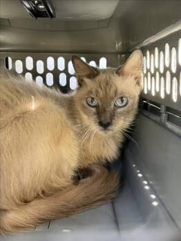 Rescue Siamese Cats for Adoption in Rancho Cucamonga, California - BELL89 | PetCurious