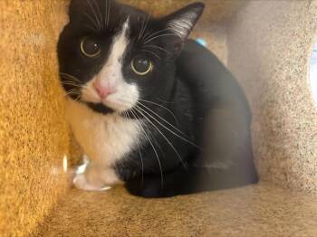 Domestic Short Hair Cats Available for Adoption in Grand Prairie, Texas - SPADE | PetCurious