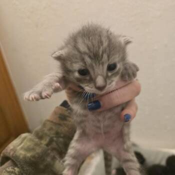 Daphne -  Domestic Short Hair Cat for Adoption in League City, Texas - Daphne | PetCurious