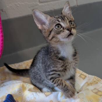 Domestic Short Hair Cats Available for Adoption - Bart | PetCurious