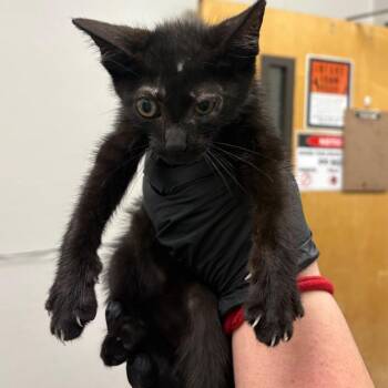 Hyundai Holidays -  Domestic Short Hair Cat for Adoption in Columbiana, Alabama - Hyundai Holidays | PetCurious