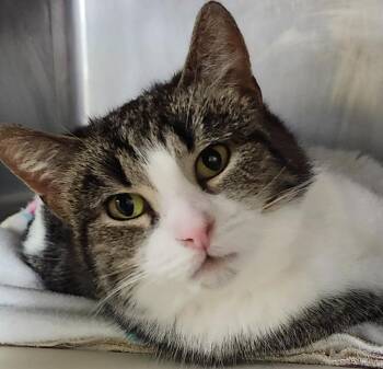 Domestic Short Hair Cats Available for Adoption - Sweetie | PetCurious