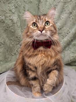 Maine Coon and Domestic Long Hair Cats Available for Adoption - Mama Cat | PetCurious