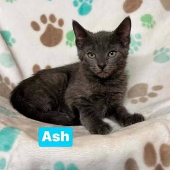 Ash -  Russian Blue Cat for Adoption in South Elgin, Illinois - Ash | PetCurious