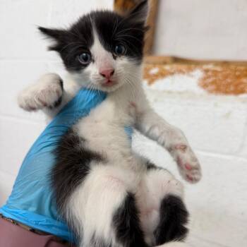 Scissors -  Domestic Short Hair Cat for Adoption in Edinburg, Texas - Scissors | PetCurious