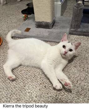 Rescue Turkish Van Cats for Adoption - Airbender Season 2: Kiera | PetCurious