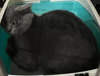 Russian Blue and Domestic Short Hair Cats Available for Adoption - Sterling | PetCurious