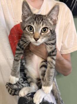 Ivan ( AV) -  Tabby Cat for Adoption in Napa, California - Ivan ( AV) | PetCurious