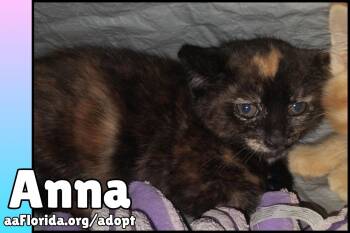 Anna -  Domestic Medium Hair and Tortoiseshell Cat for Adoption in Pensacola, Florida - Anna | PetCurious