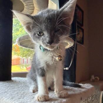Lite Brite -  Domestic Short Hair Cat for Adoption in Brownsboro, Alabama - Lite Brite | PetCurious