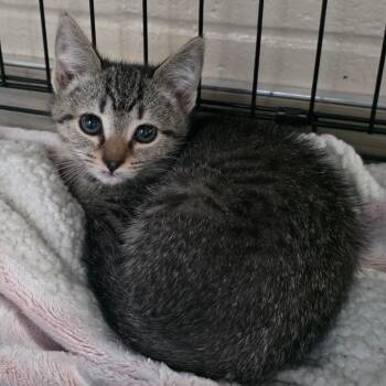 Petal Kit -  Domestic Short Hair Cat for Adoption in Chatham, Virginia - Petal Kit | PetCurious