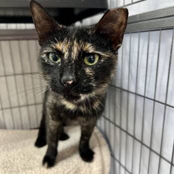 Rescue Domestic Short Hair Cats for Adoption in Mount Laurel Township, New Jersey - Mama Torti | PetCurious