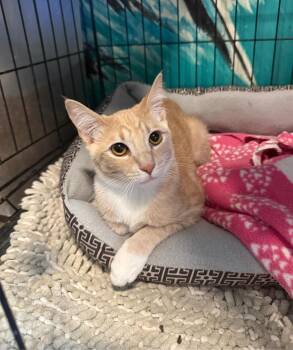 Tabby Cats Available for Adoption - Colt | PetCurious