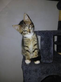 ABBY -  Domestic Short Hair Cat for Adoption in Omaha, Nebraska - ABBY | PetCurious