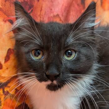 Rescue Domestic Medium Hair Cats for Adoption in Chesapeake, Virginia - Penguin | PetCurious