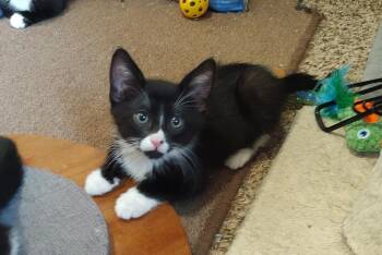 Bing Crosby -  Domestic Short Hair Cat for Adoption in Pasco, Washington - Bing Crosby | PetCurious