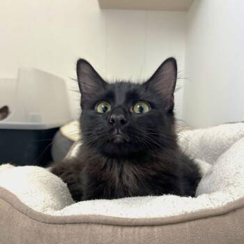 Domestic Medium Hair Cats Available for Adoption in St. Louis, Missouri - Ember | PetCurious